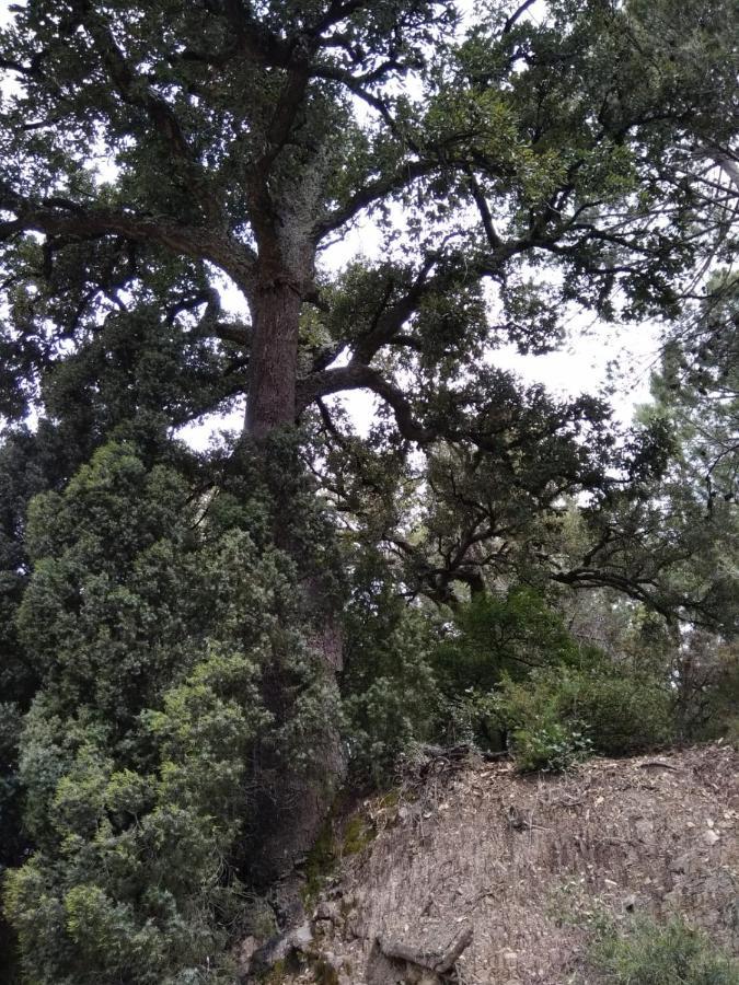 Casa De Amparo Y Jose Manuel Konuk evi Pavies Dış mekan fotoğraf